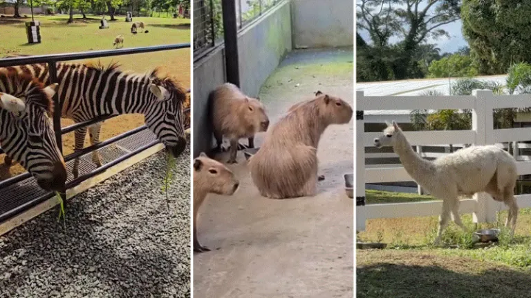 Yoki's Farm Mendez Cavite — animal farm and orchidarium near Tagaytay